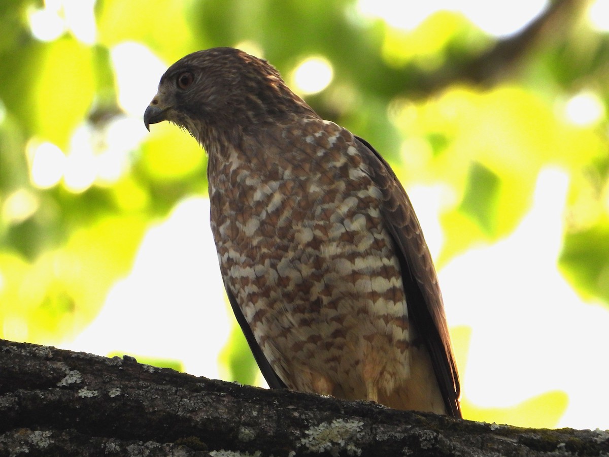 Broad-winged Hawk - ML617997677