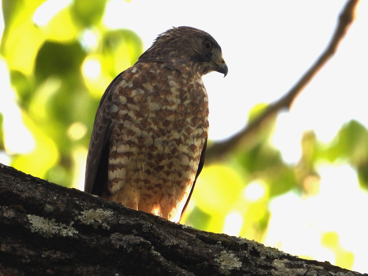 Broad-winged Hawk - ML617997678