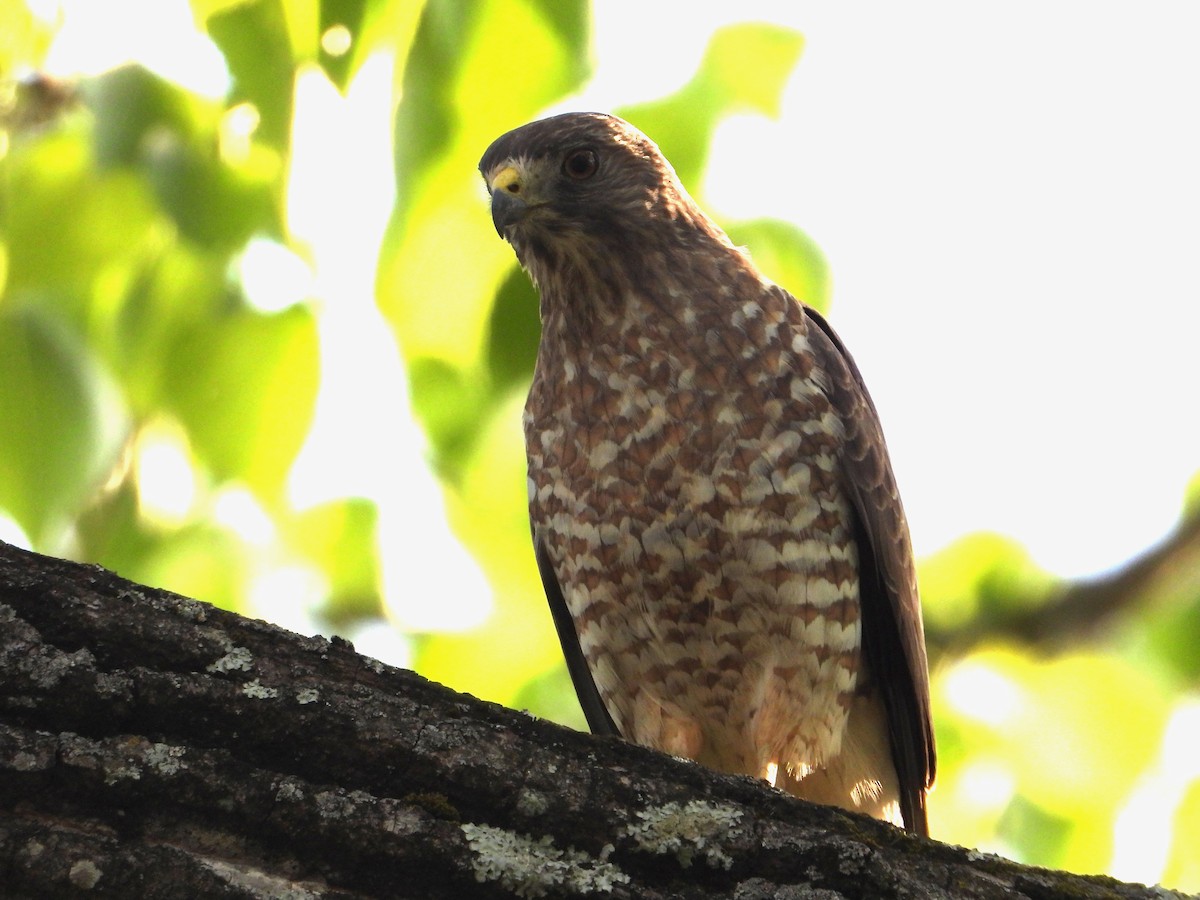 Broad-winged Hawk - ML617997680