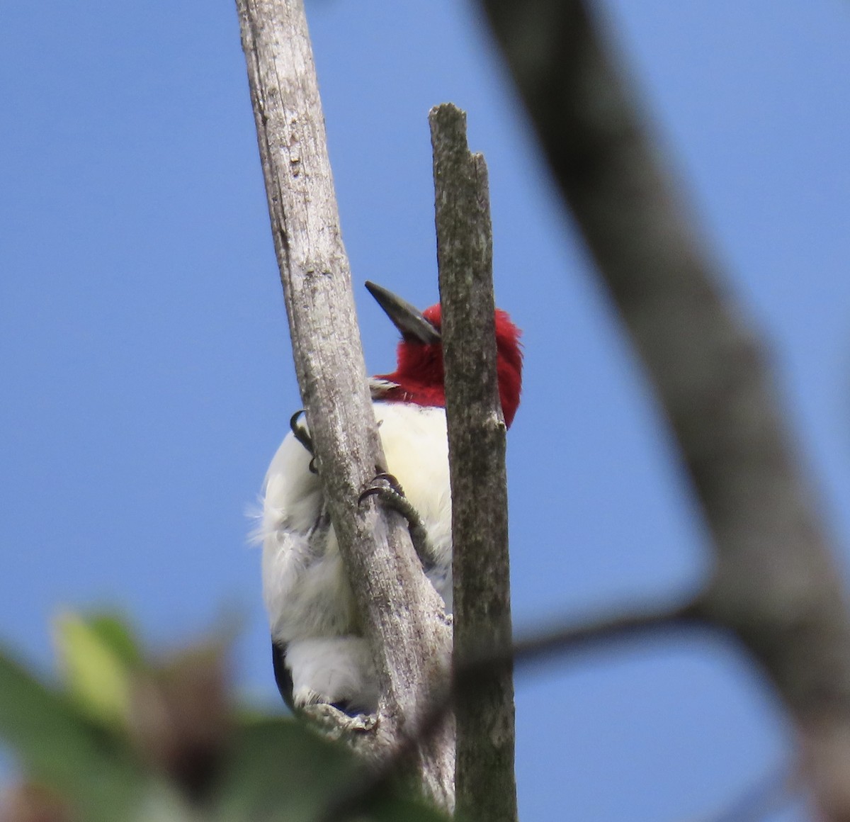 Red-headed Woodpecker - ML617997683