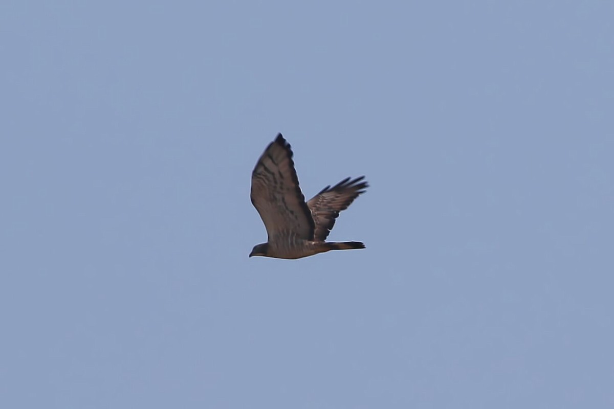 Oriental Honey-buzzard - Kevin Thomas