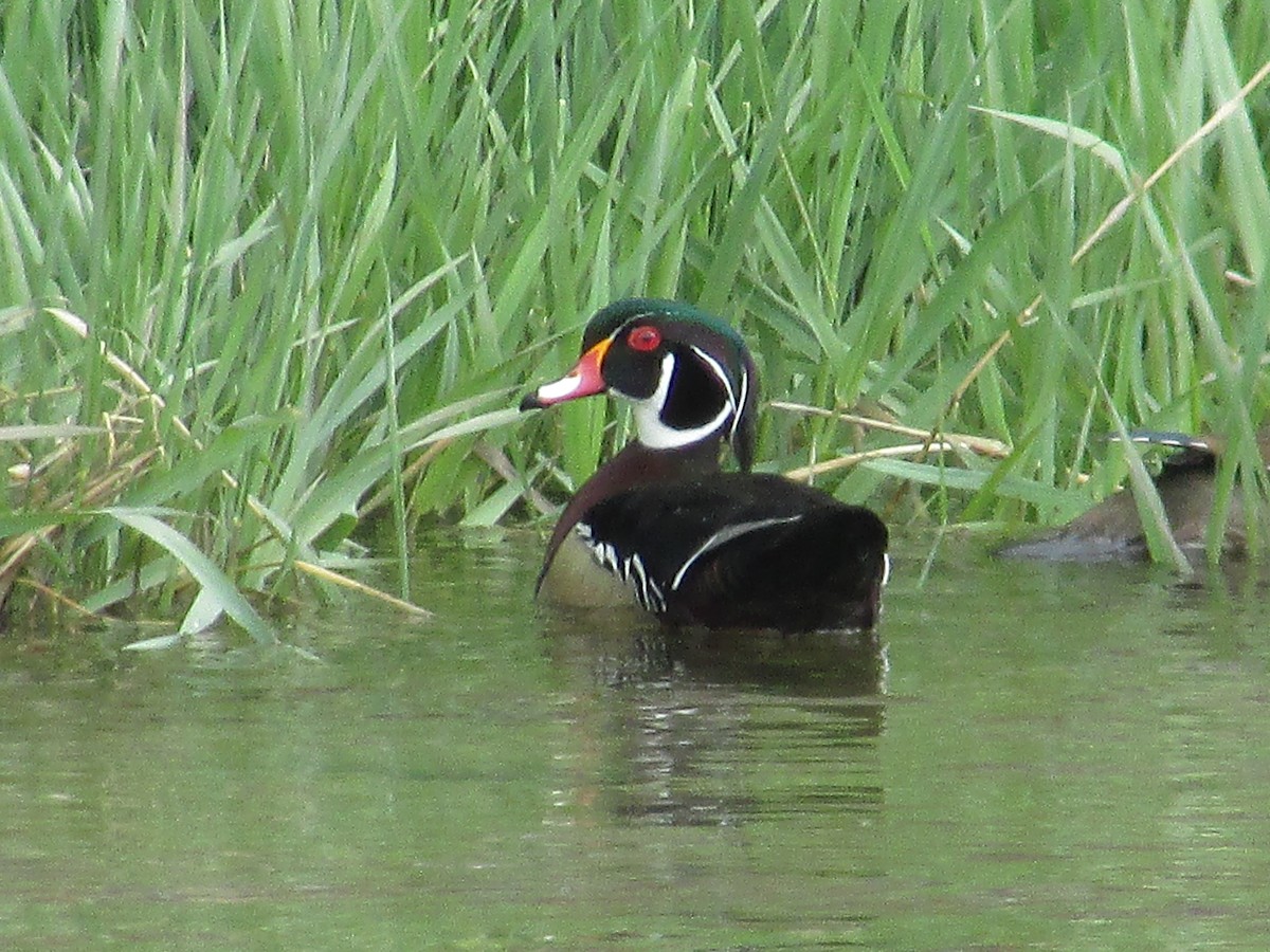 Wood Duck - ML617997706