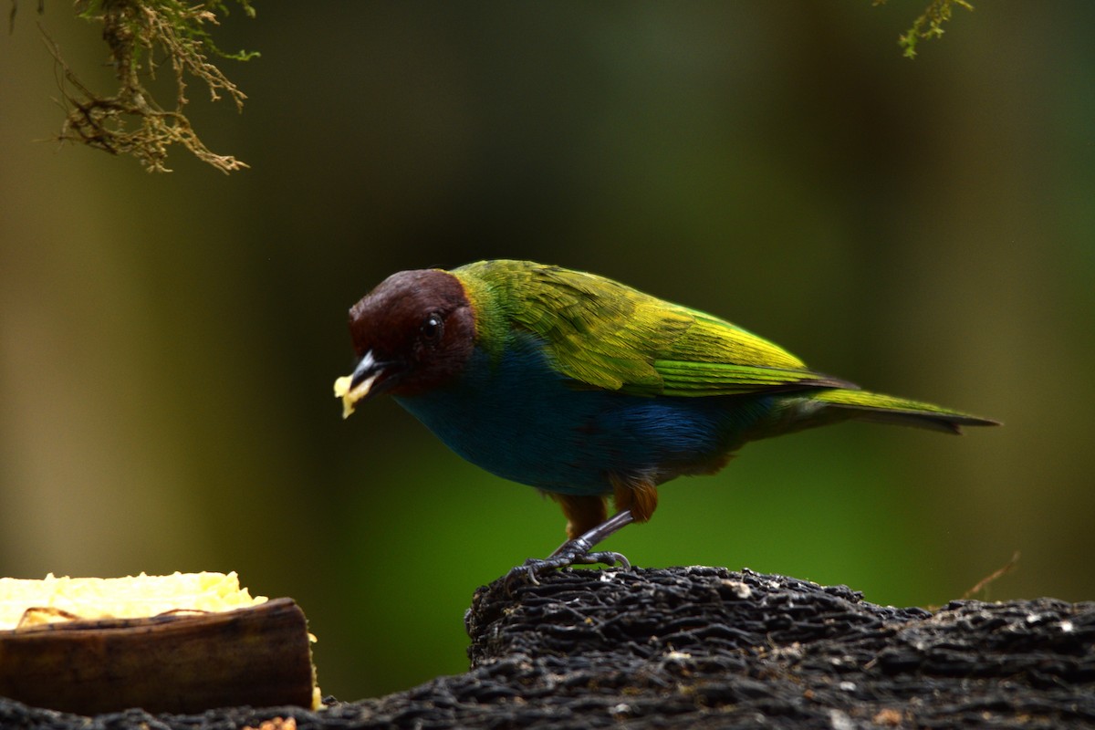 Bay-headed Tanager - ML617997742