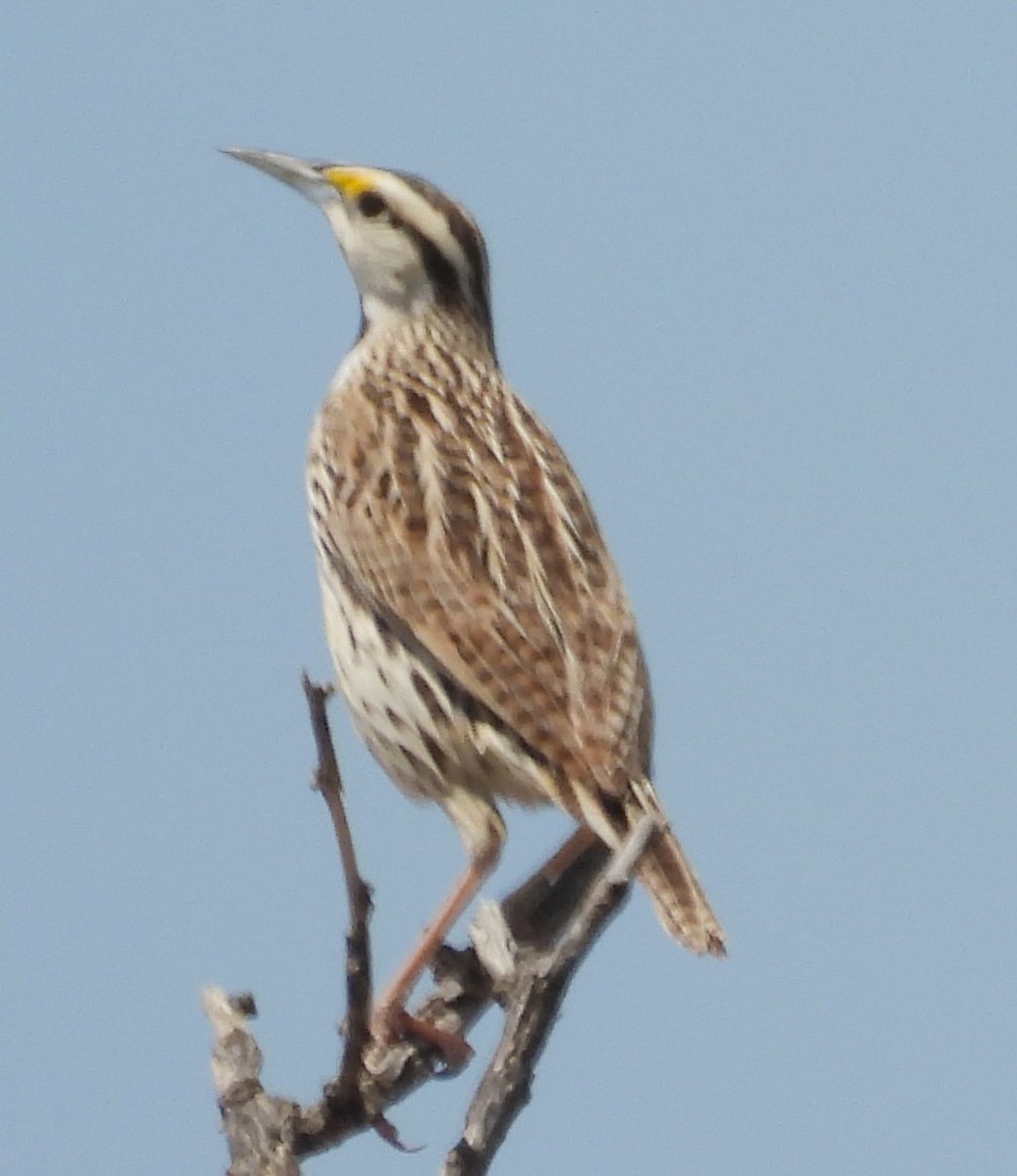 Western Meadowlark - ML617997746