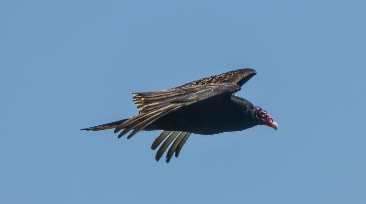 Turkey Vulture - ML617997794