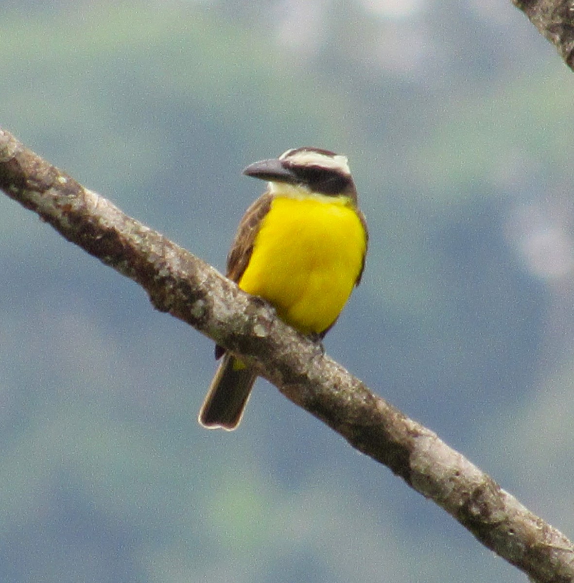 Boat-billed Flycatcher - ML617997799