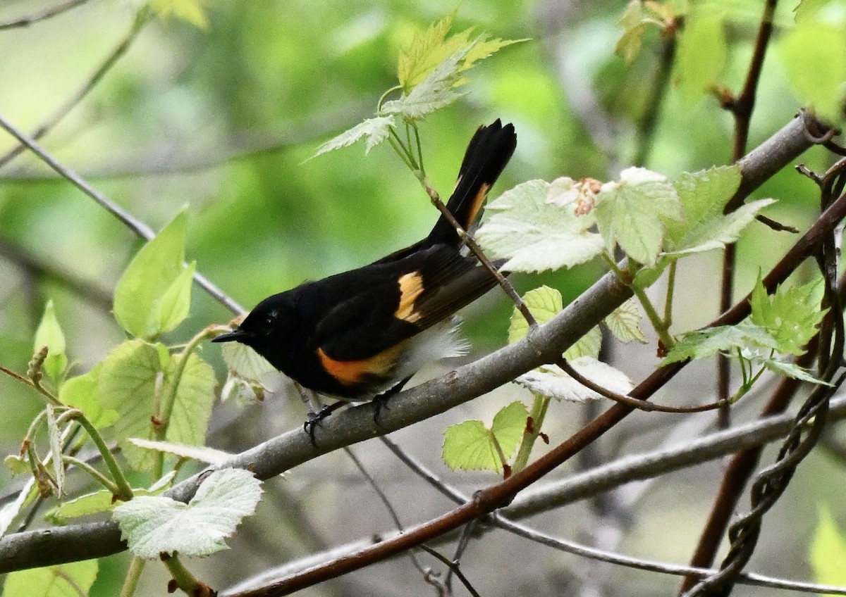 American Redstart - Suzanne Zuckerman