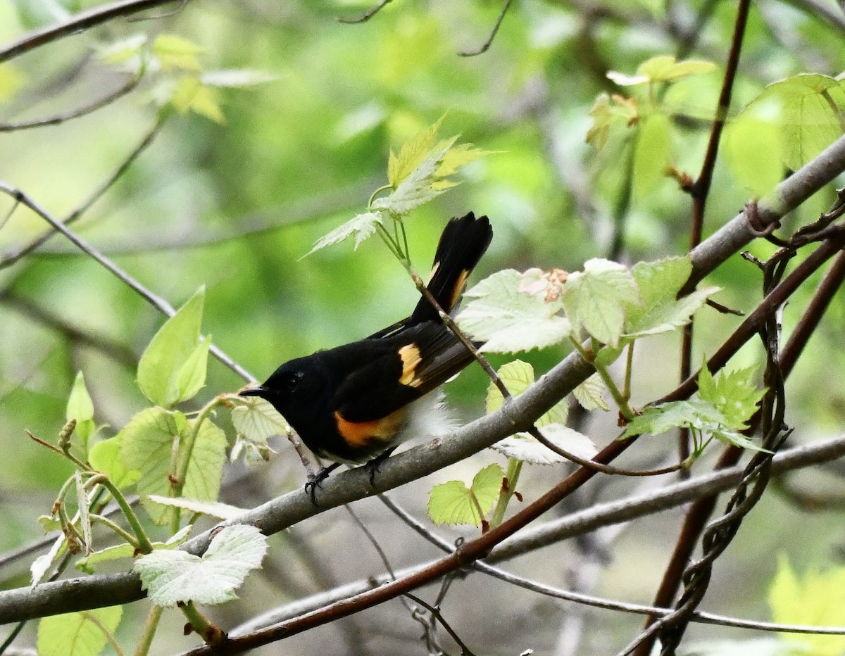 American Redstart - ML617997804