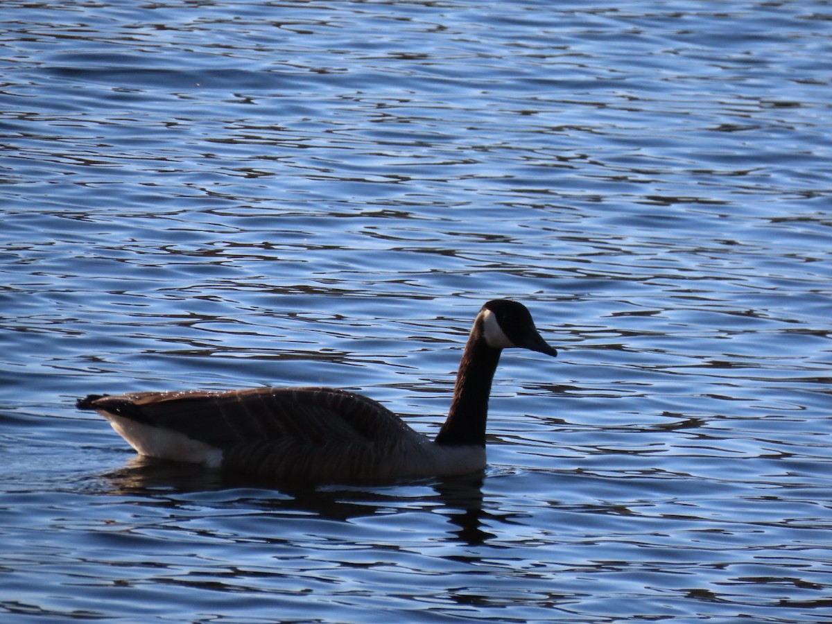 Canada Goose - Ericka Albright