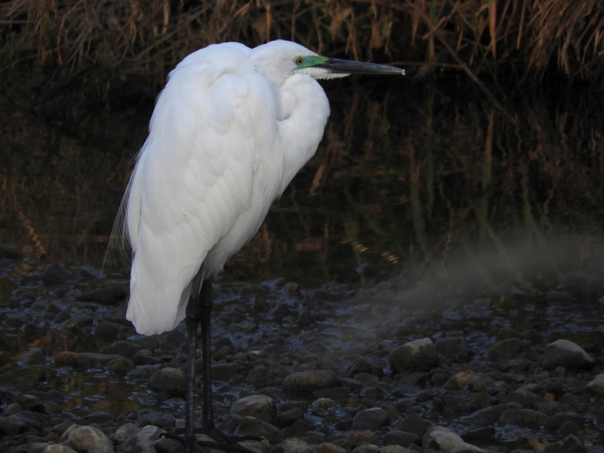 Great Egret - Takayuki Uchida