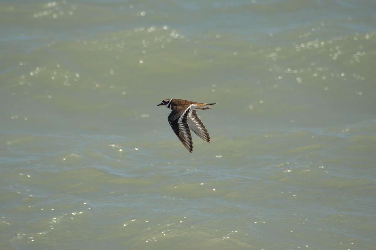 Killdeer - ML617997849