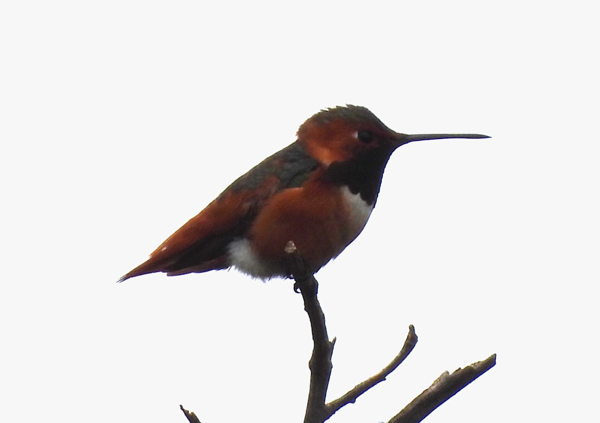 Allen's Hummingbird - Sharon Wilcox