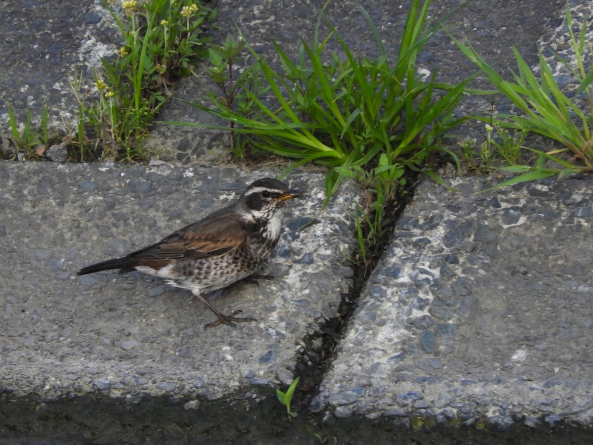 Dusky Thrush - Takayuki Uchida