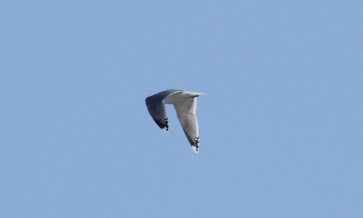 Lesser Black-backed Gull - ML617997907