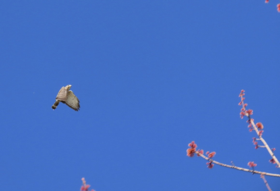 Broad-winged Hawk - Ericka Albright