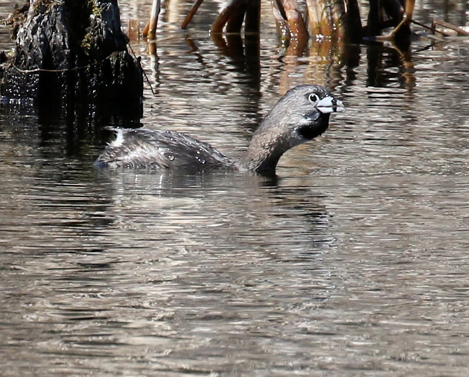 Pied-billed Grebe - ML617997952