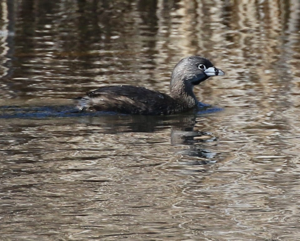 Grèbe à bec bigarré - ML617997953