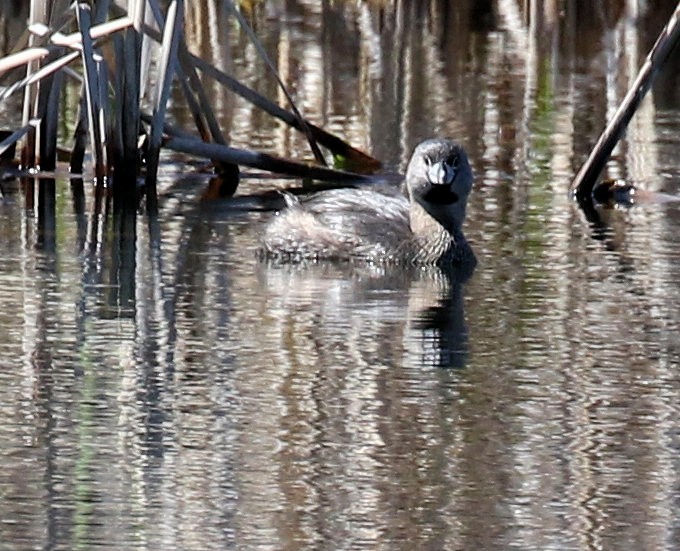 Pied-billed Grebe - ML617997954