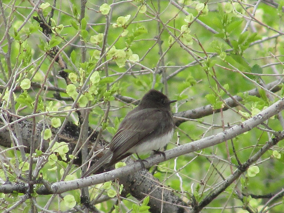 Black Phoebe - ML617997964