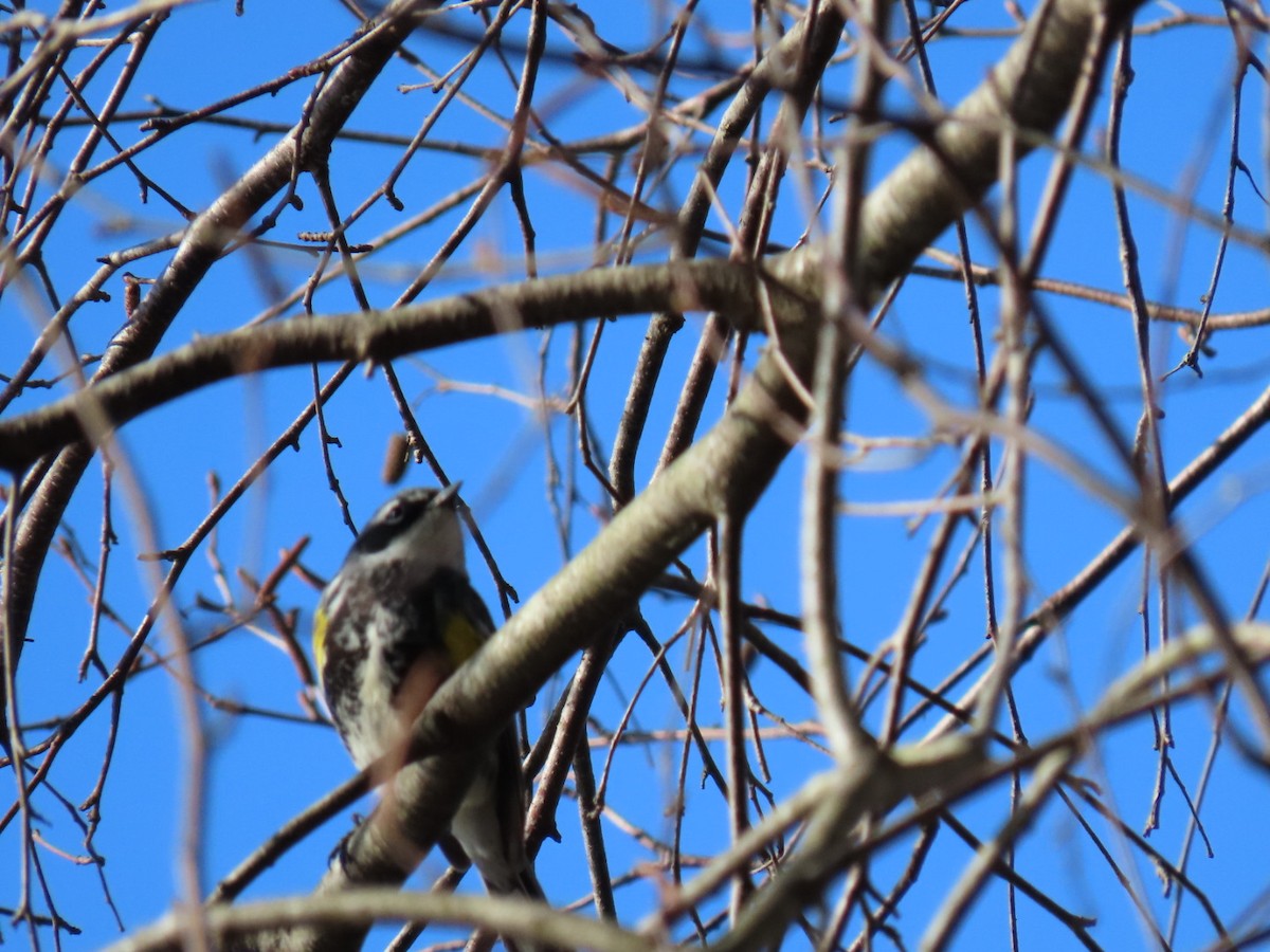 Yellow-rumped Warbler - Ericka Albright