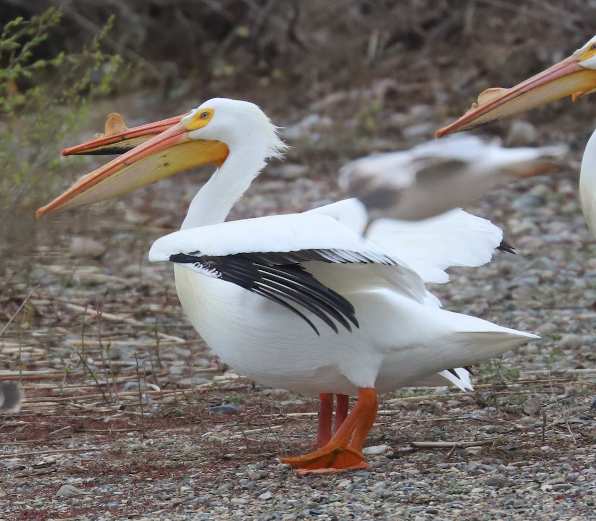 American White Pelican - ML617998036