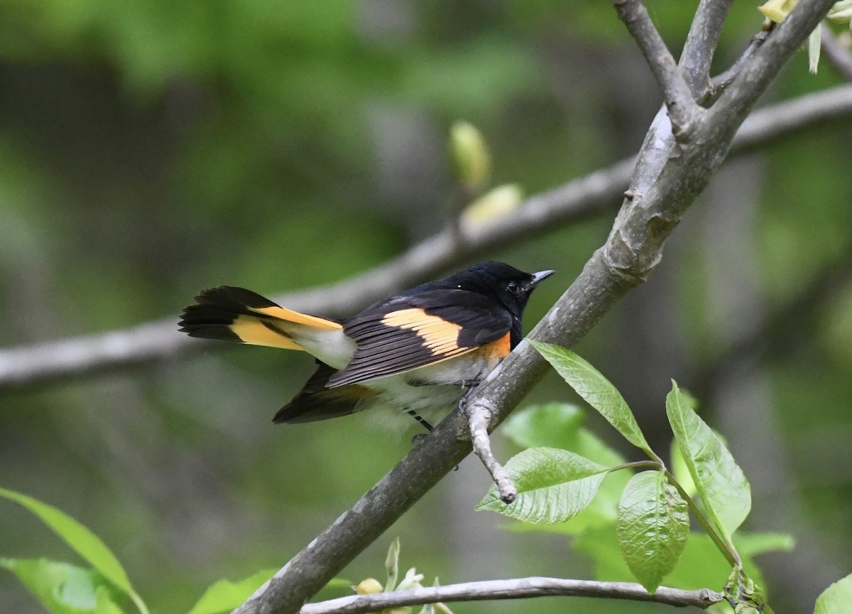 American Redstart - ML617998043