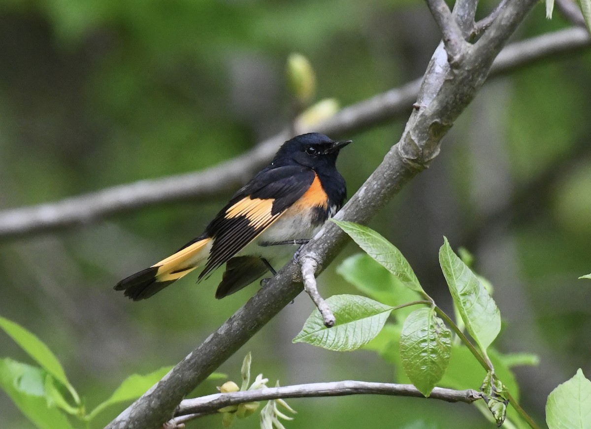 American Redstart - ML617998044