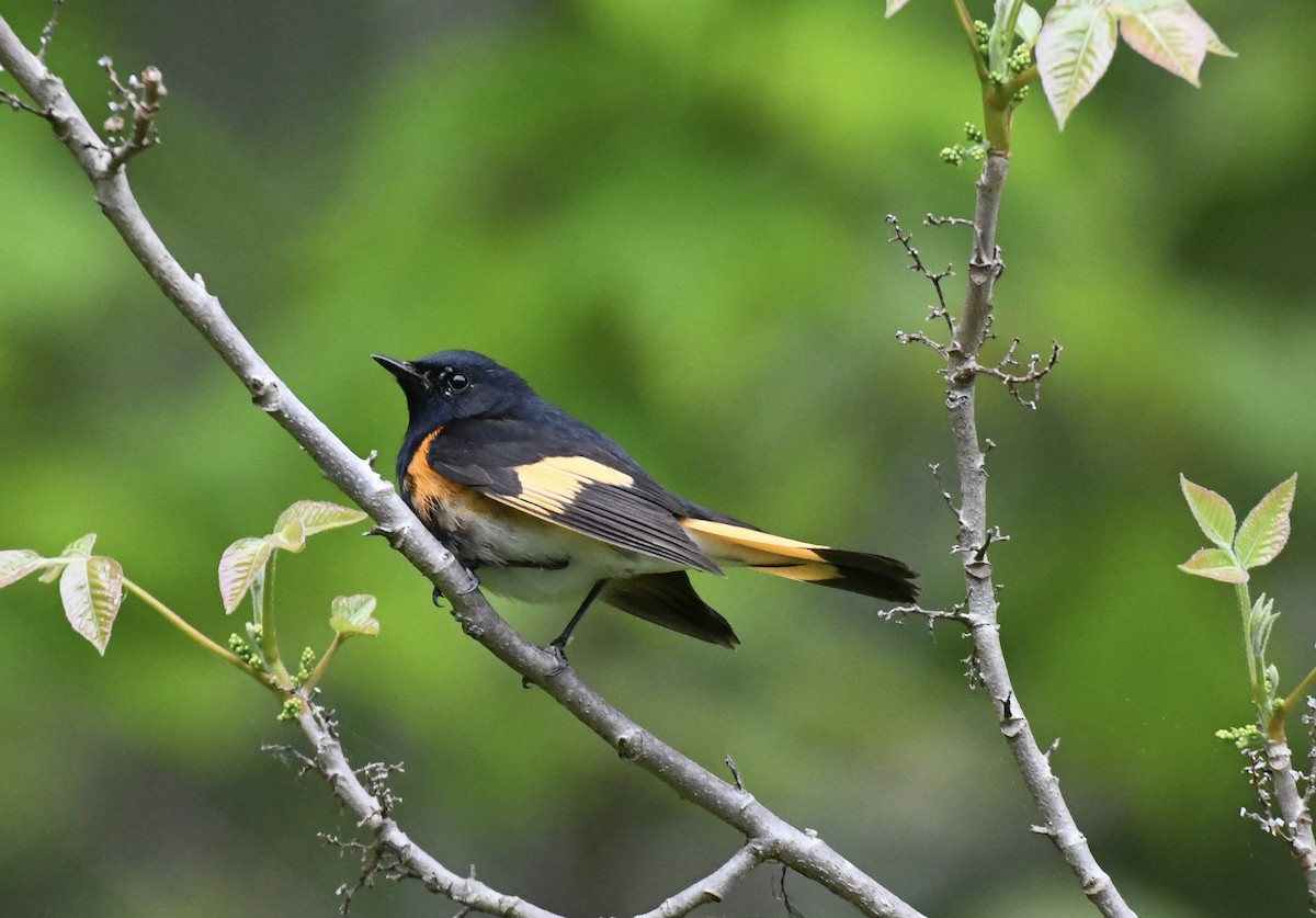 American Redstart - Suzanne Zuckerman