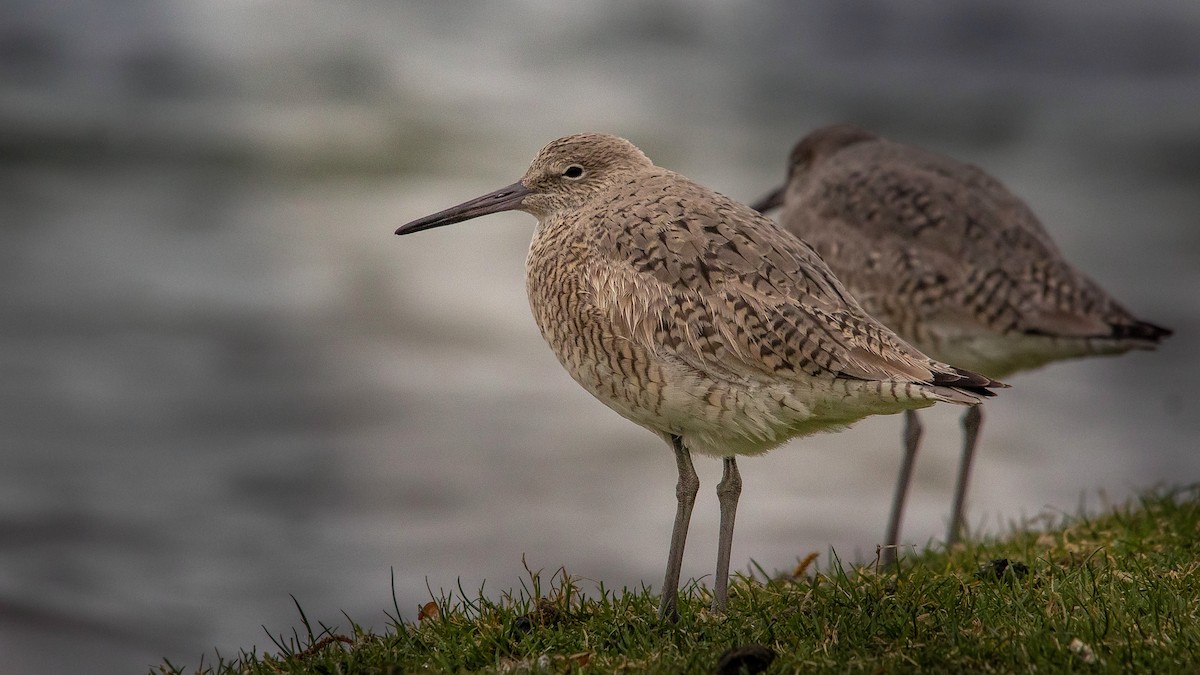 Willet - Castin Cousino