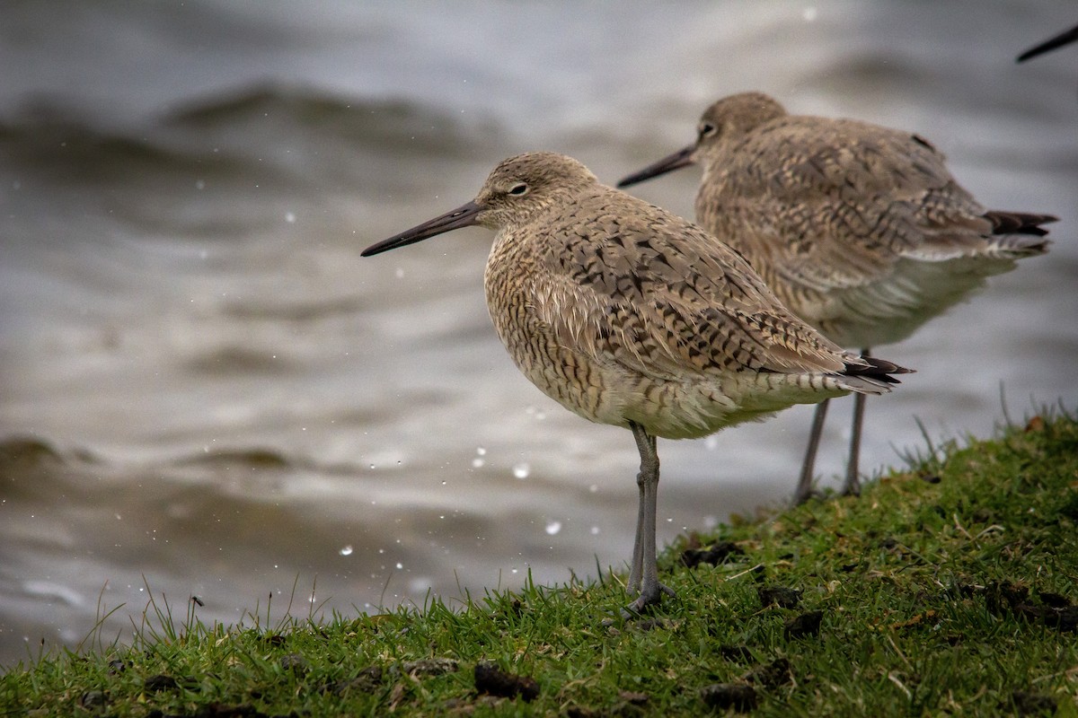 Playero Aliblanco - ML617998073
