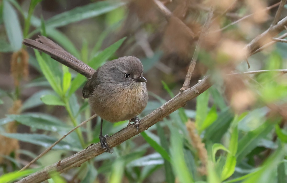 Wrentit - ML617998074