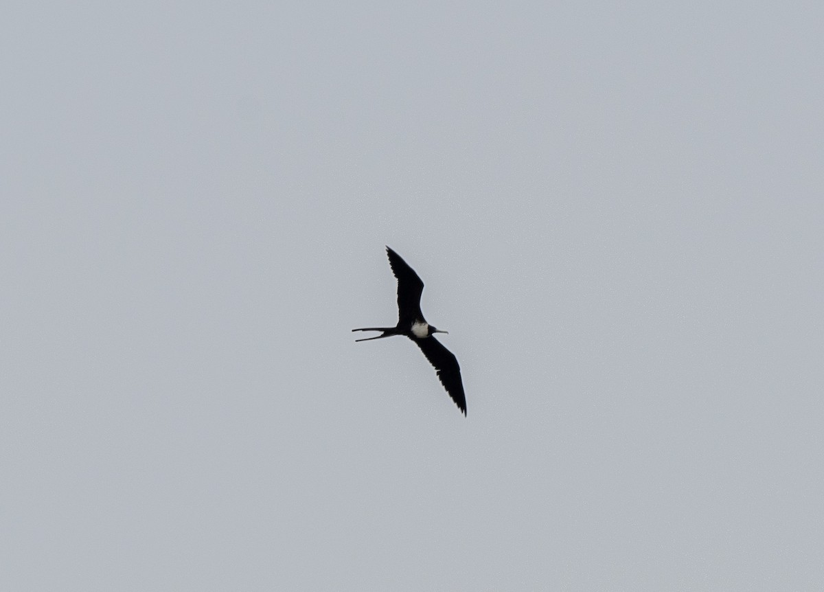 Magnificent Frigatebird - ML617998091