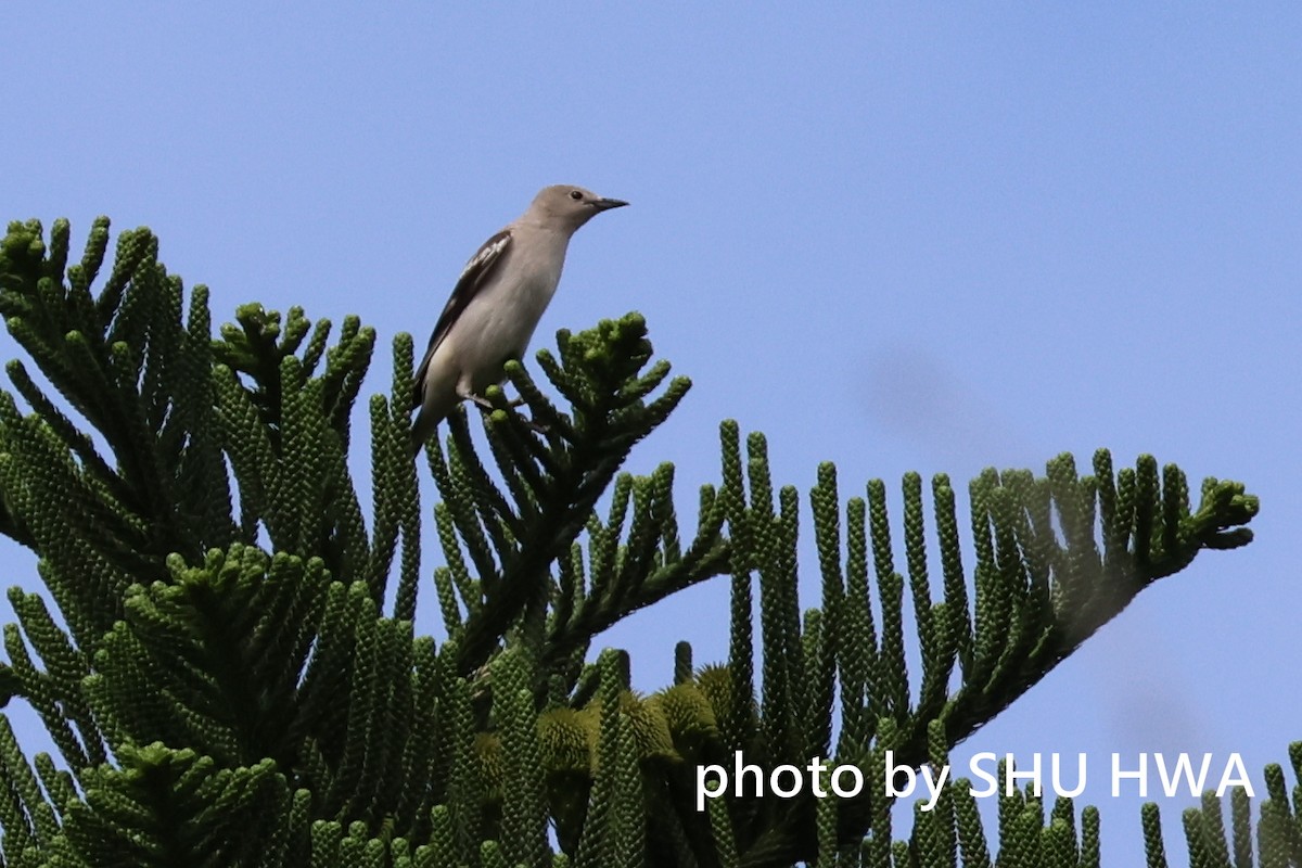 Daurian Starling - 羅 美玉