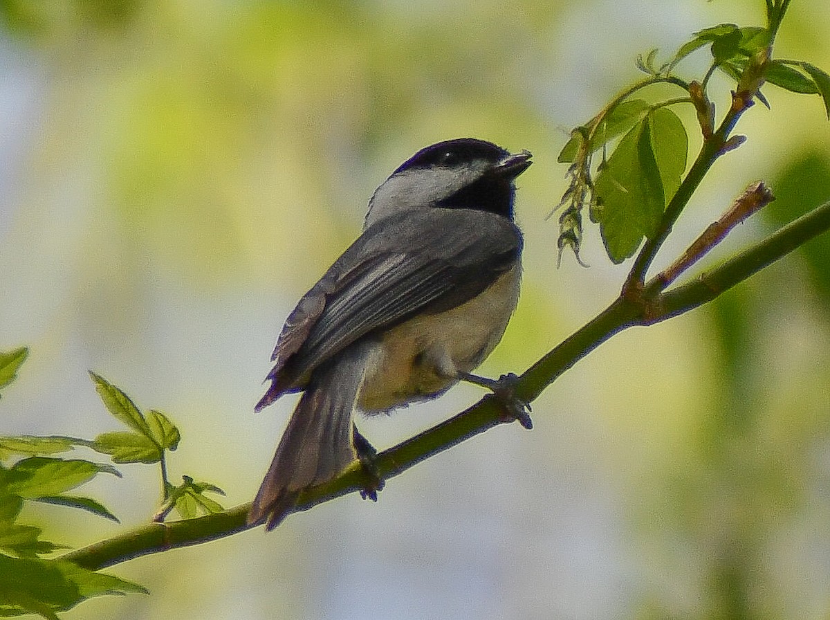 Carolina/Black-capped Chickadee - Elaine Thomas