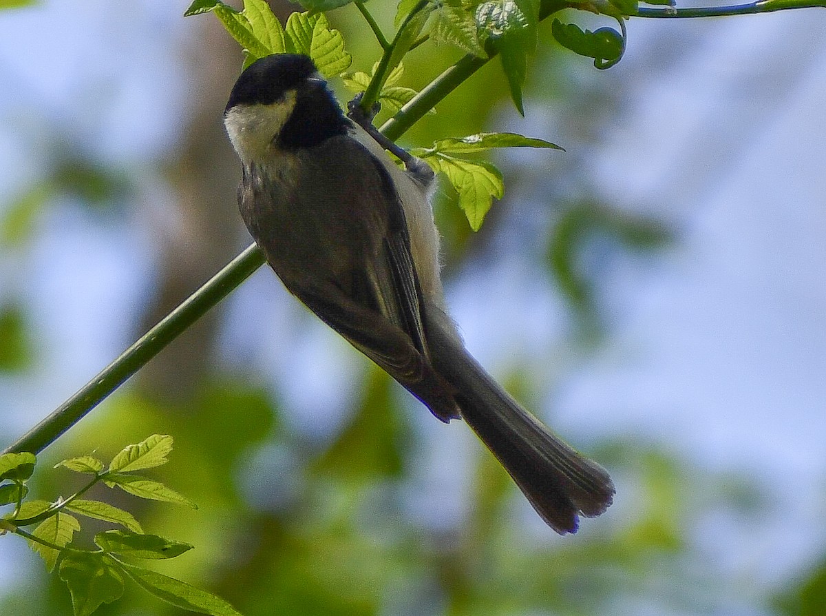 Carolina/Black-capped Chickadee - Elaine Thomas