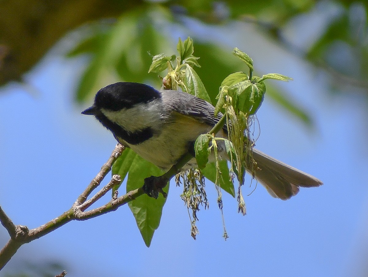 Carolina/Black-capped Chickadee - ML617998118