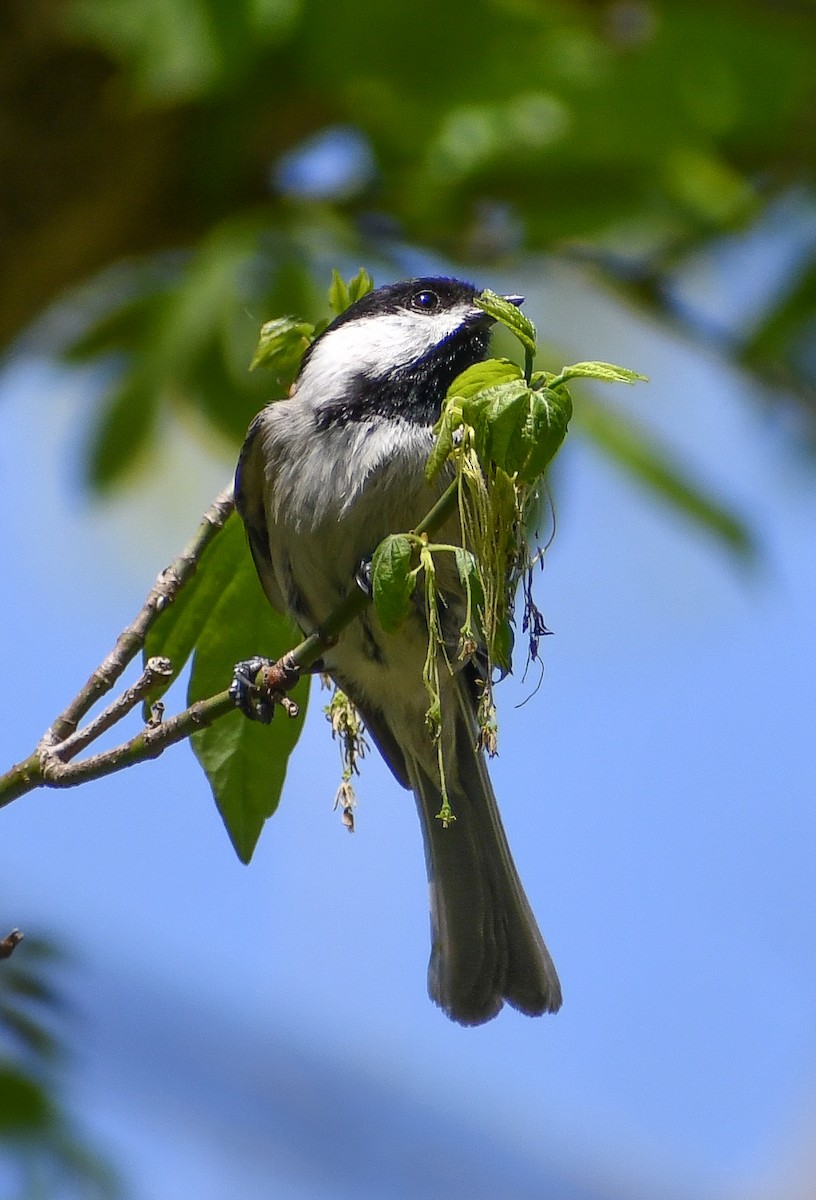 Carolina/Black-capped Chickadee - ML617998120