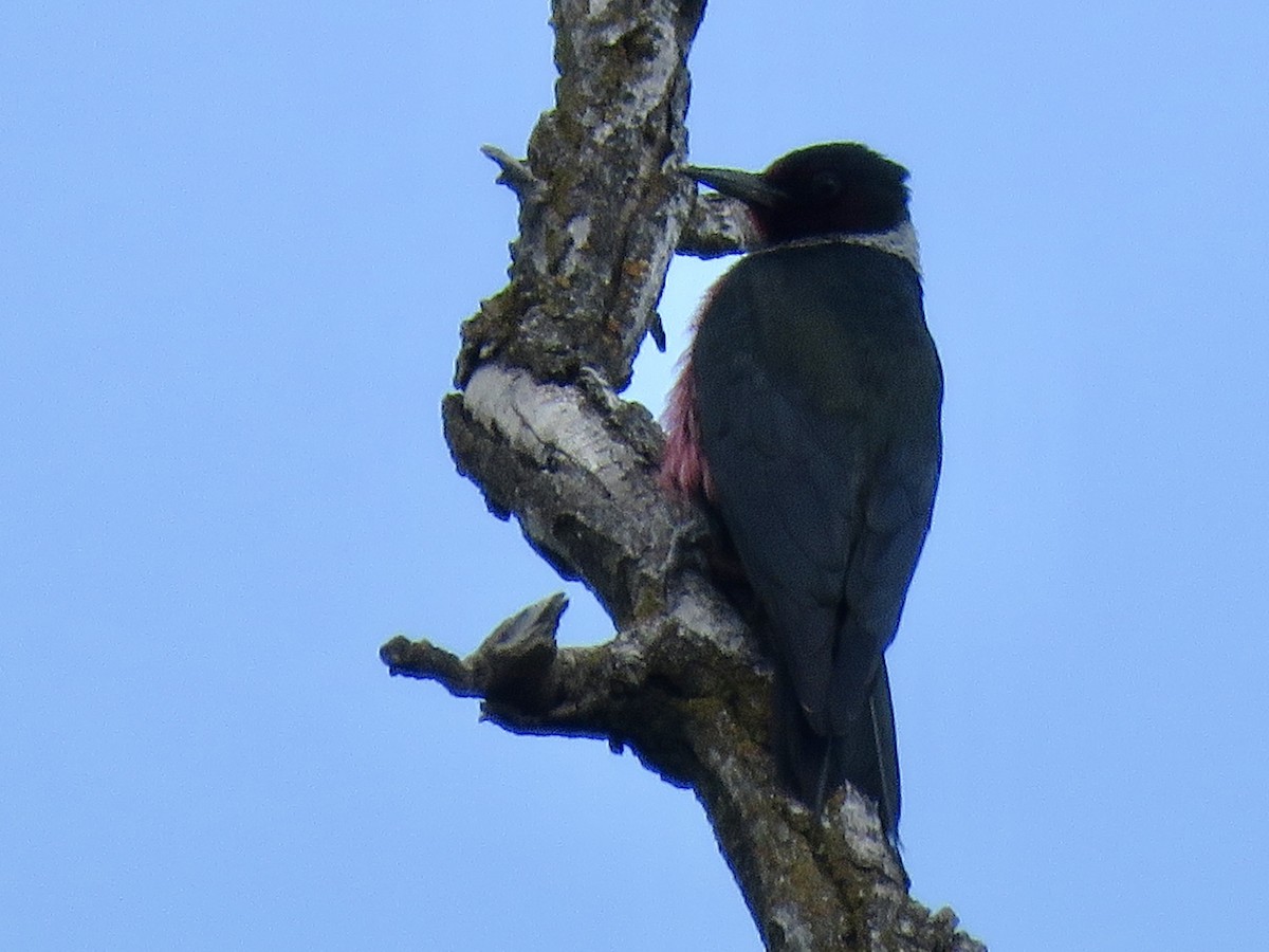 Lewis's Woodpecker - ML617998125