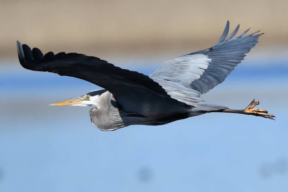 Great Blue Heron (Great Blue) - Donna Carter