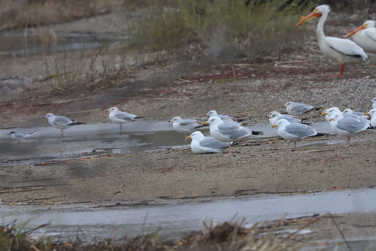 American Herring Gull - ML617998167