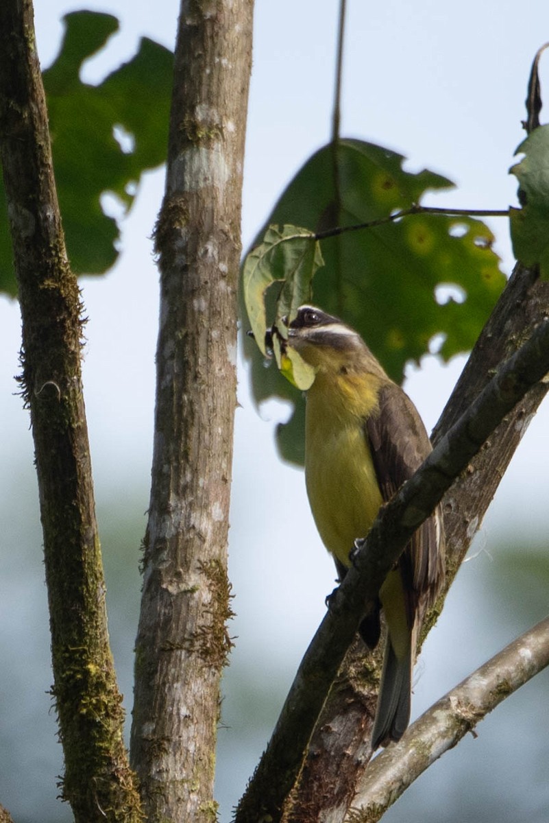 Golden-bellied Flycatcher - Andrea Heine