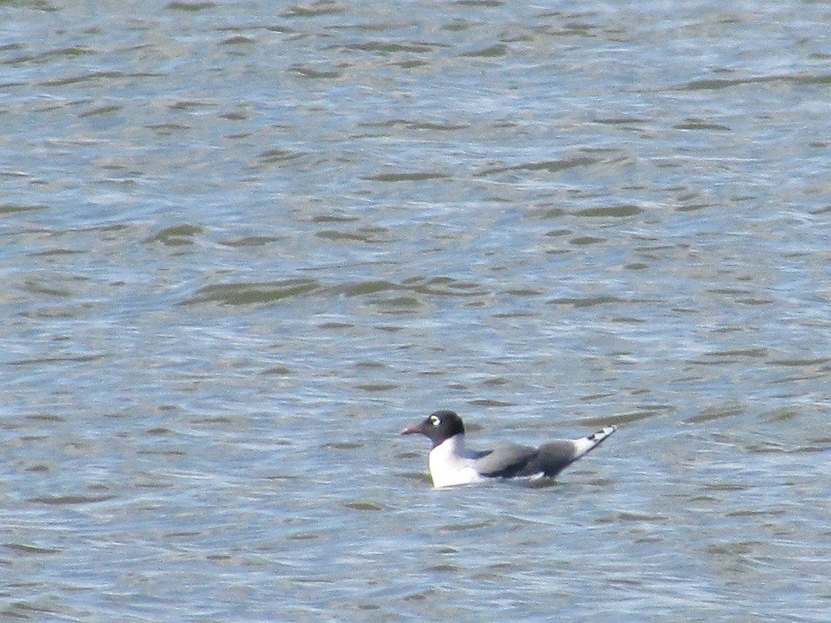 Franklin's Gull - ML617998242