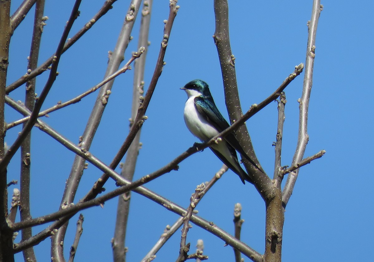 Tree Swallow - ML617998253