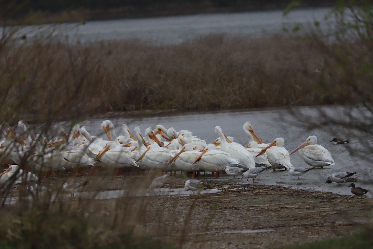 American White Pelican - ML617998308