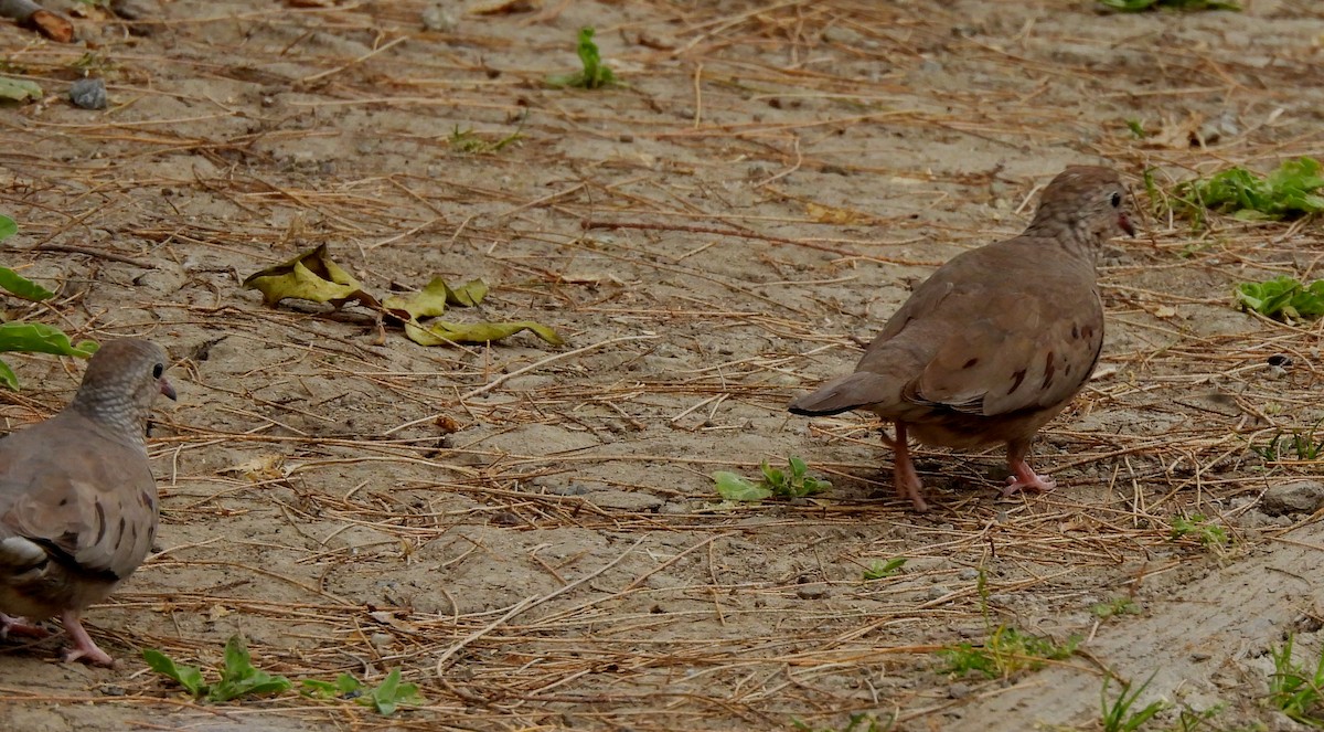 Common Ground Dove - ML617998368