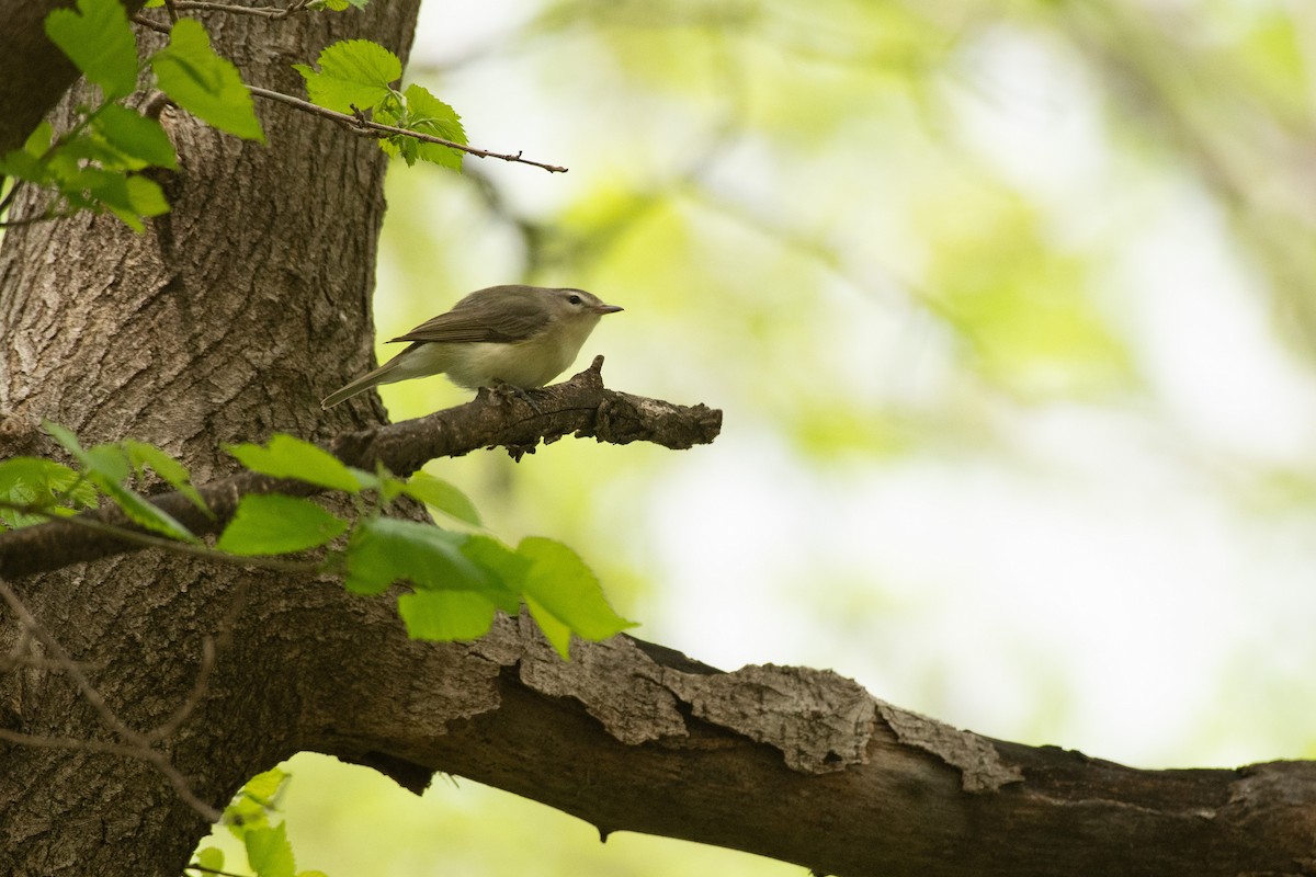 Warbling Vireo - ML617998375