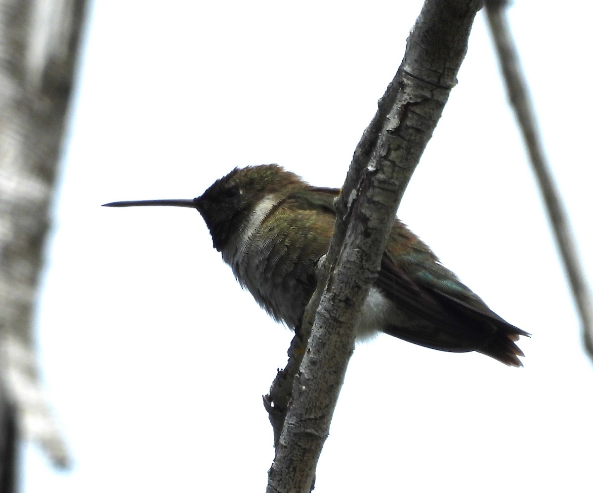 Black-chinned Hummingbird - ML617998380