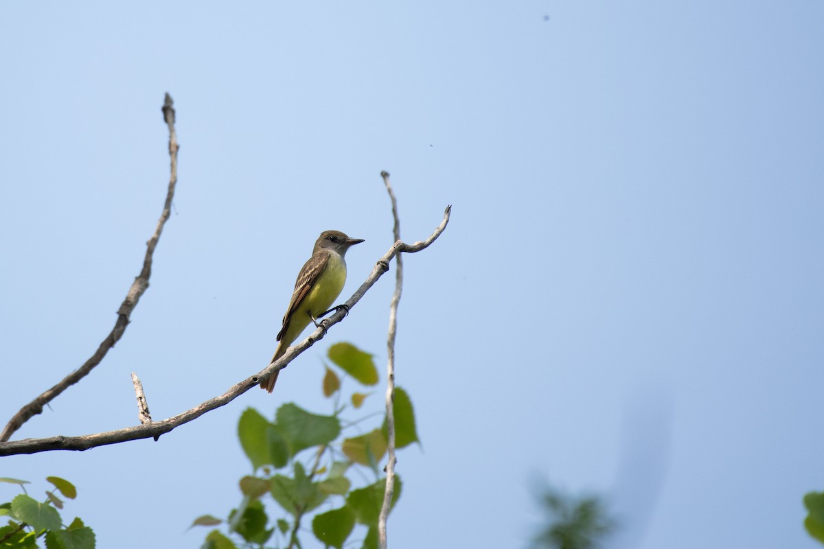 Great Crested Flycatcher - ML617998421