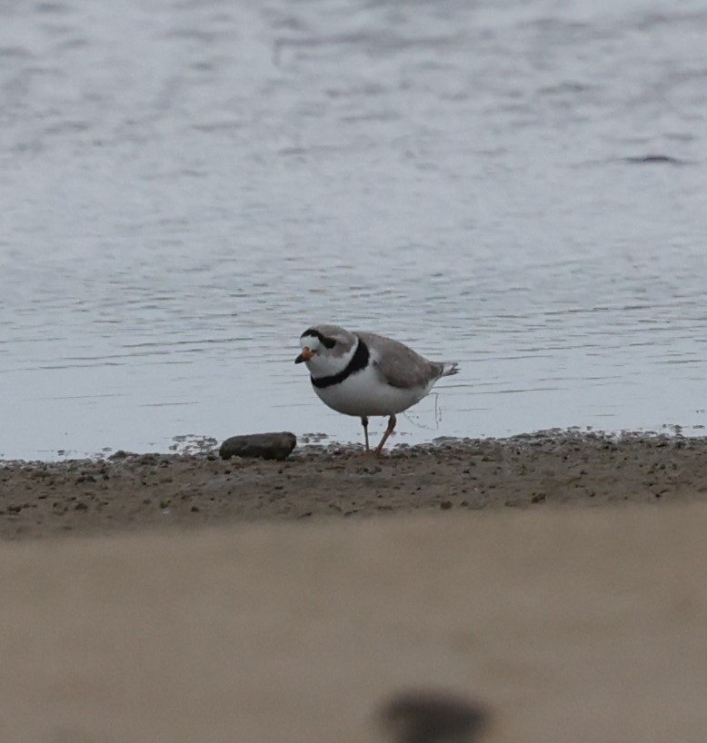 Piping Plover - Dawn Lloyd