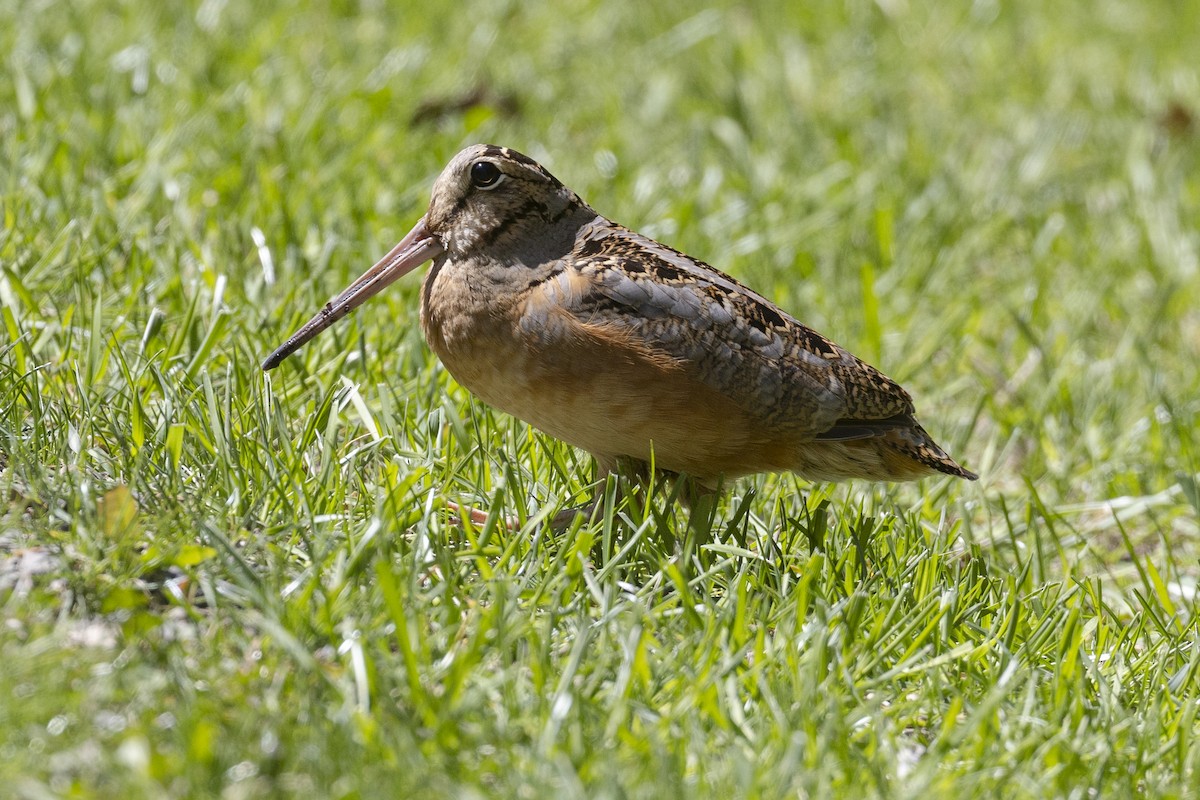 American Woodcock - Kris Long